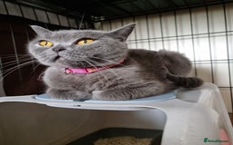 British Shorthair cats for sale: 3 Left Blue BSH Kittens Healthy GCCF Pedigree  - Image 32
