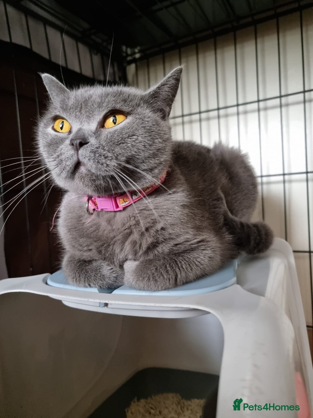 British Shorthair cats for sale: 3 Left Blue BSH Kittens Healthy GCCF Pedigree  - Image 32