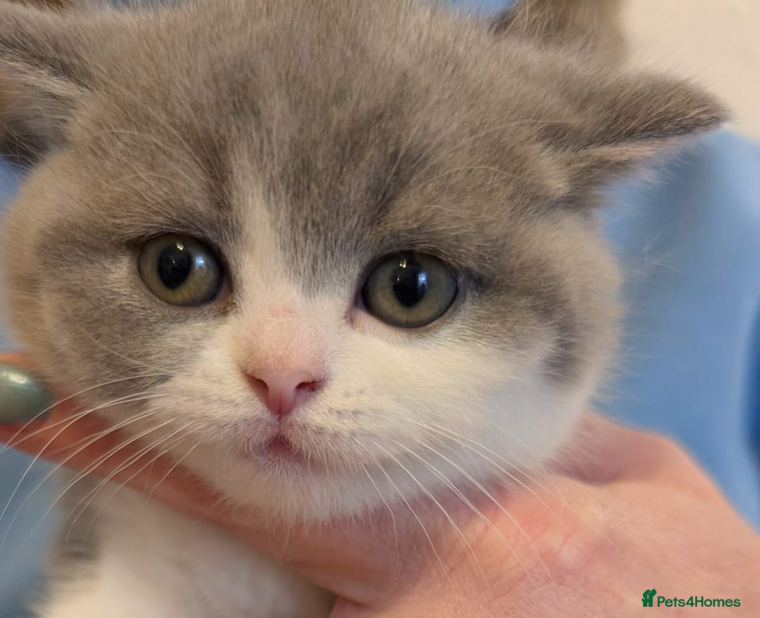 British Shorthair cats for sale: Stunning pedigree British short hair kittens  - Advert 1