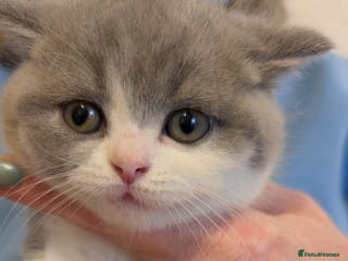 British Shorthair cats Stunning pedigree British short hair kittens - Advert 5