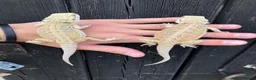 Bearded Dragon reptiles for sale: Various Bearded Dragon Morph Babies - Advert 8