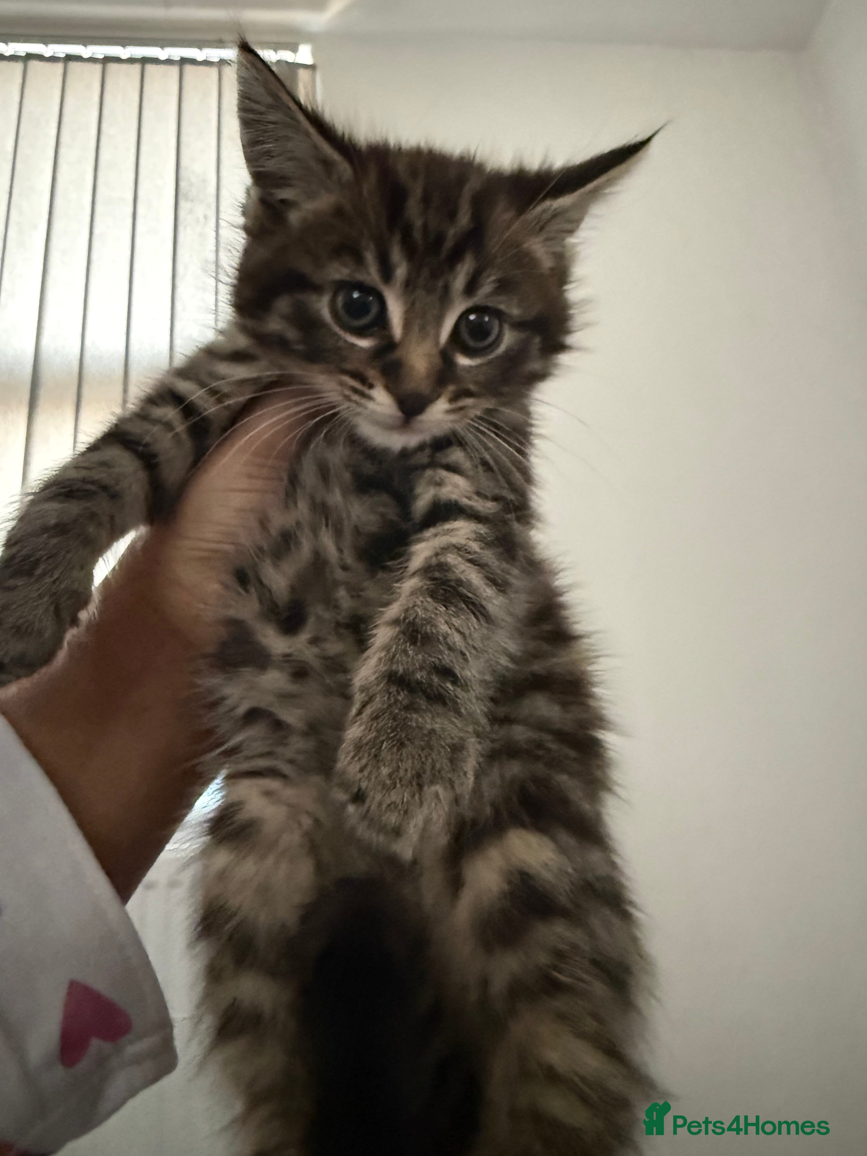 Mixed Breed cats Beautiful male tabby 😍 - Advert 3