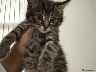 Mixed Breed cats Beautiful male tabby 😍 - Advert 3