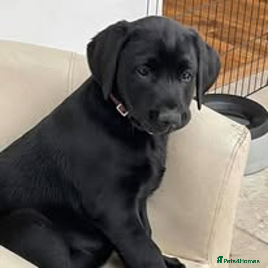 Labrador Retriever dogs for sale: Excellent KC reg-health checked, 6th generation  - Image 2