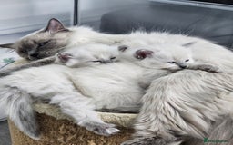 Ragdoll cats for sale: Purebred Blue Point Ragdoll Kittens 🩷💙 - Advert 7