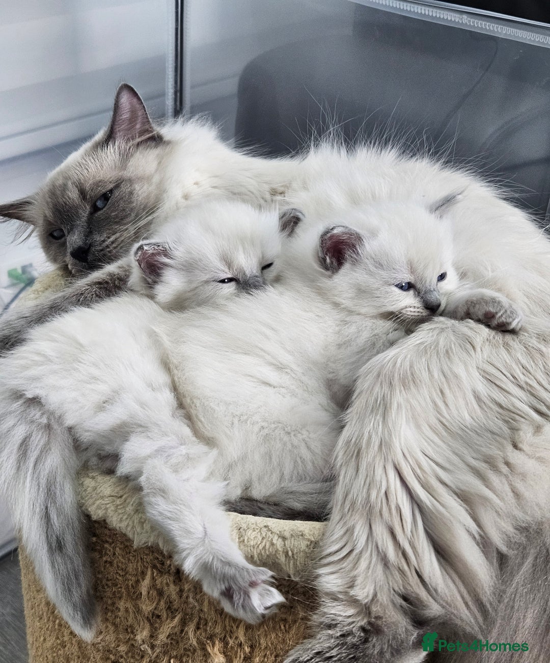 Ragdoll cats for sale: Purebred Blue Point Ragdoll Kittens 🩷💙 - Advert 7