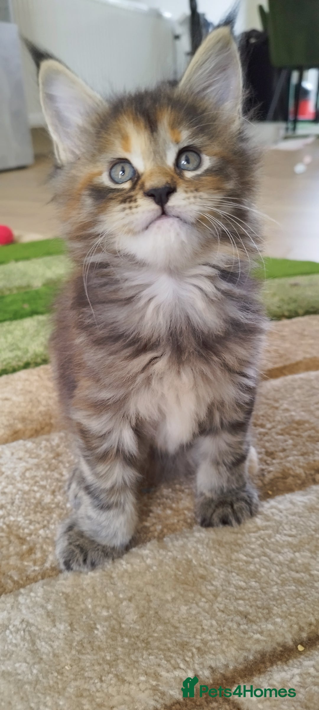 Maine Coon cats for sale: Tica pedigree kittens -ready for reservation  - Image 6