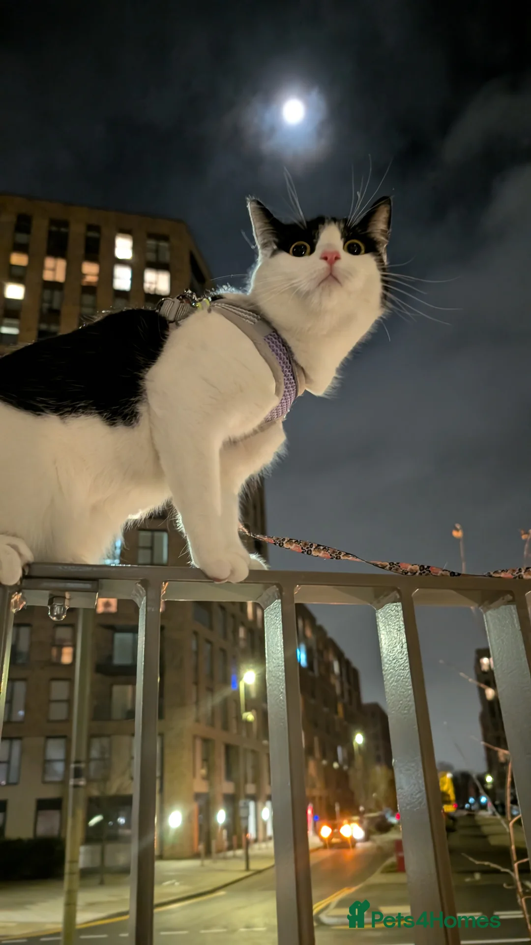 Mixed Breed cats for sale: Batty & Rosie - Advert 9