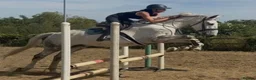 Irish Draught horses for sale: The ‘Hero’ We All Need  - Advert 10