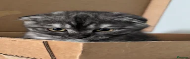 Scottish Fold 4 black marble 