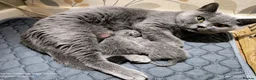 British Shorthair cats for sale: GCCF Registered Britsh Shorthairs £990 for both - Advert 2