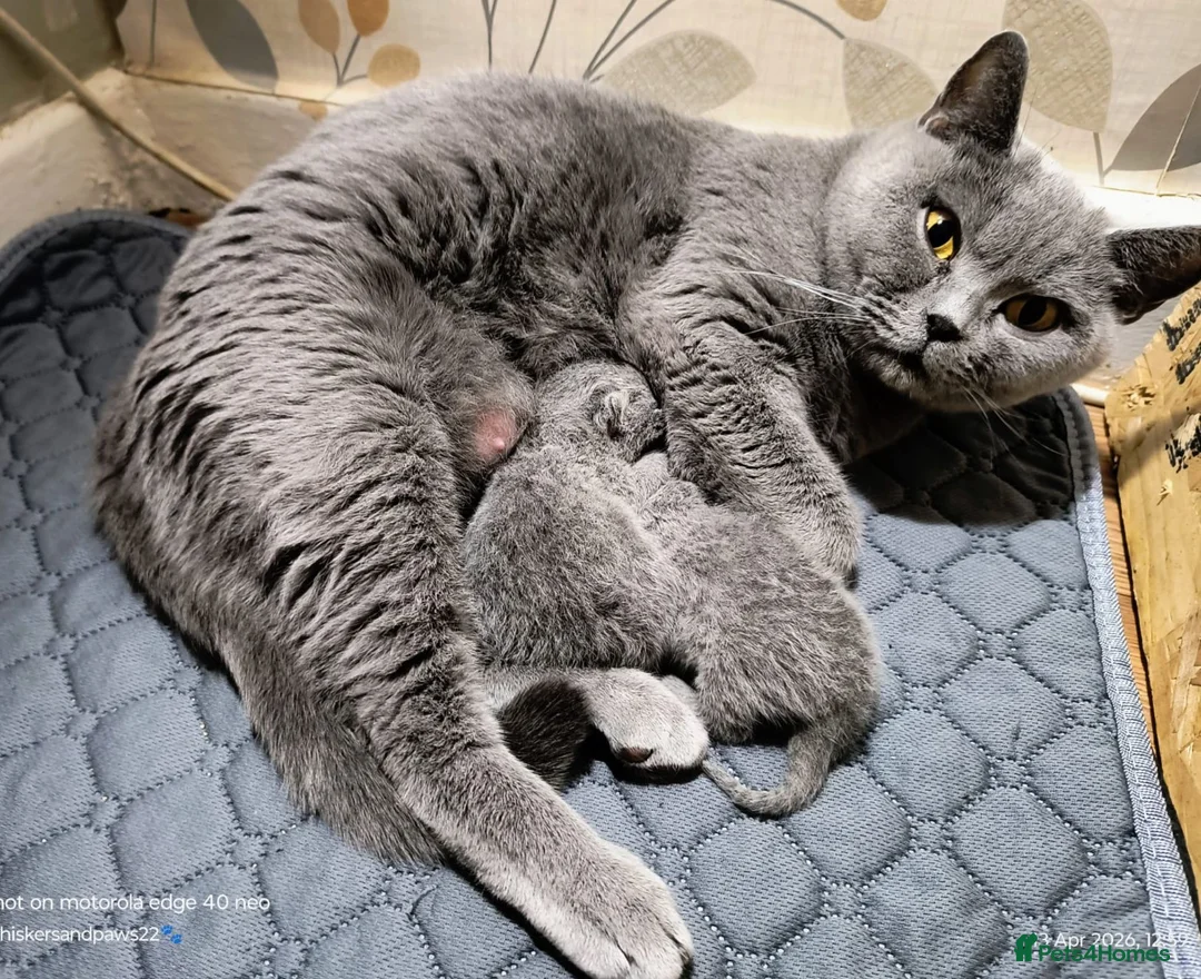 British Shorthair cats for sale: GCCF Registered Britsh Shorthairs £990 for both - Advert 2