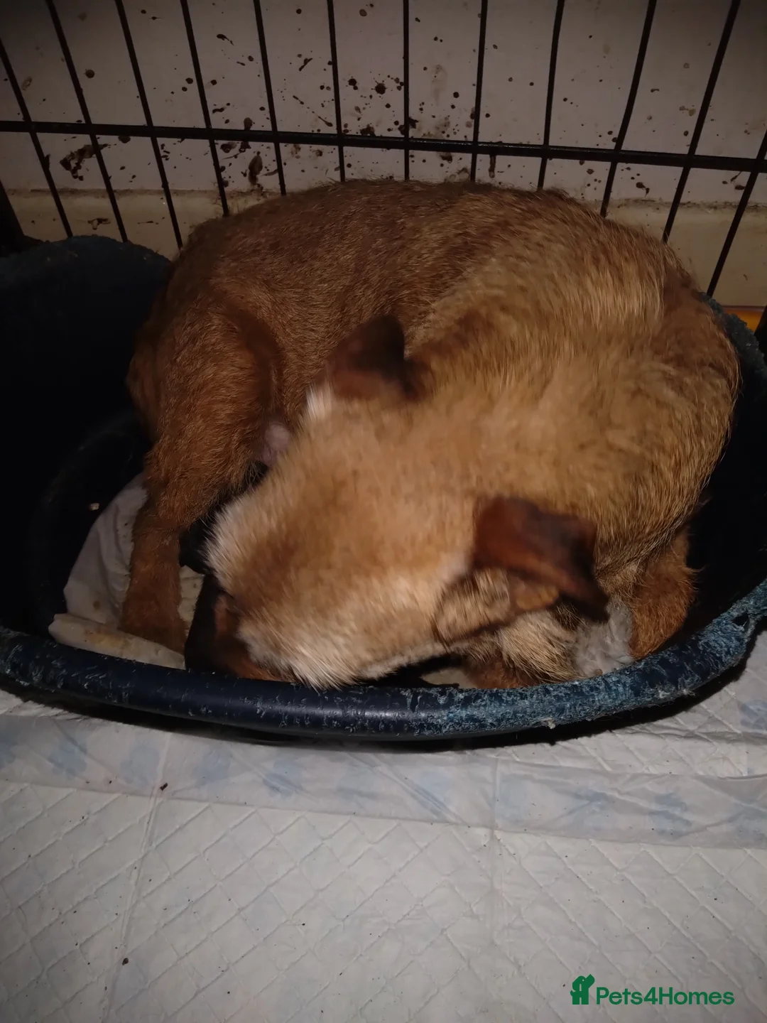 Mixed Breed dogs for sale: Patterdale Lakeland Border x Patterdale  - Advert 1