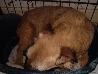 Mixed Breed dogs Patterdale Lakeland Border x Patterdale - Advert 1