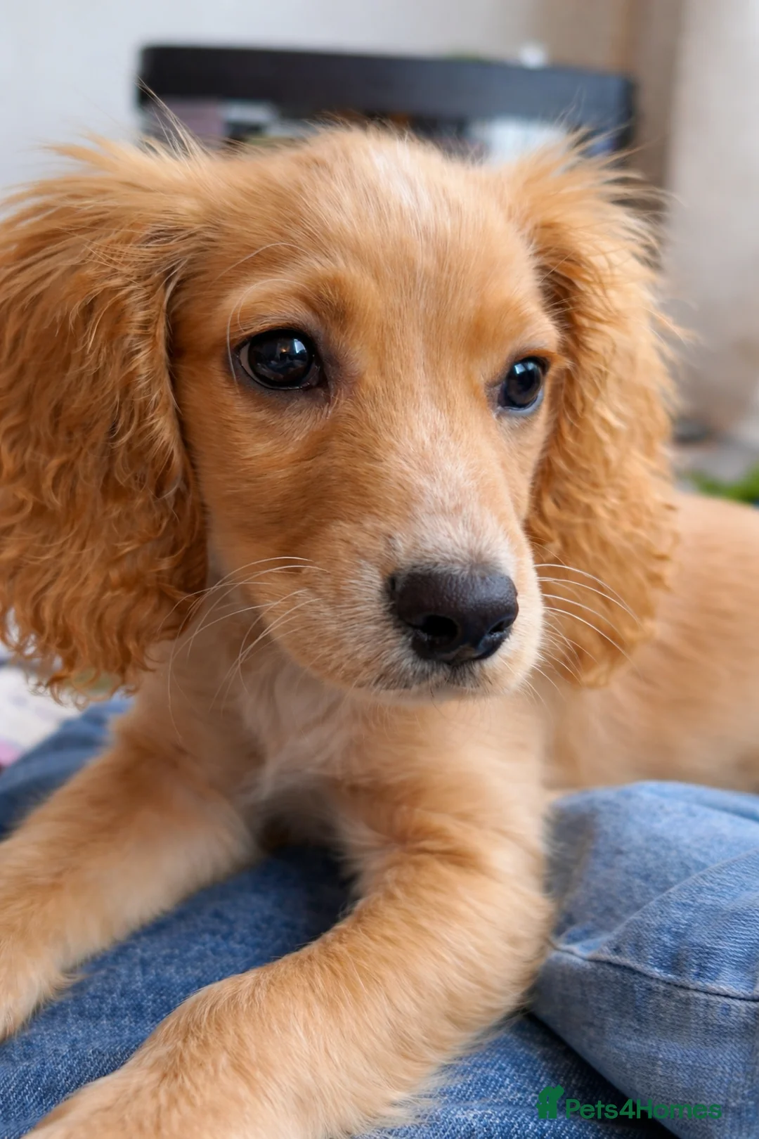 Cocker Spaniel dogs for sale: Hugo’s Forever home  - Advert 29