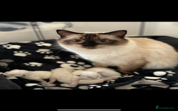 Ragdoll cats for sale: 4 blue point Ragdoll kittens  - Image 3