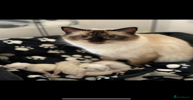Ragdoll cats - Advert 13