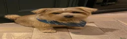 Norfolk Terrier dogs for stud: Norfolk Terrior for stud - Advert 1