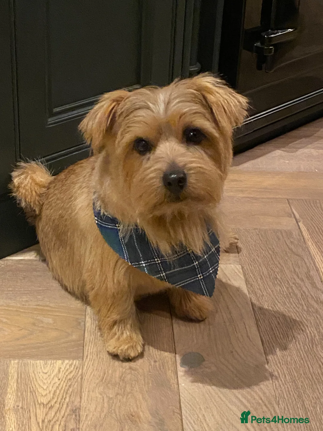 Norfolk Terrier dogs for stud: Norfolk Terrior for stud - Advert 1