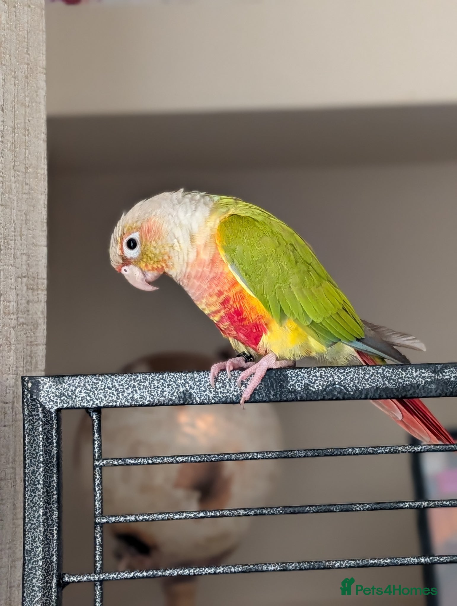 Parrots birds cage included semi tame Pineapple canure Parrott   - Advert 15