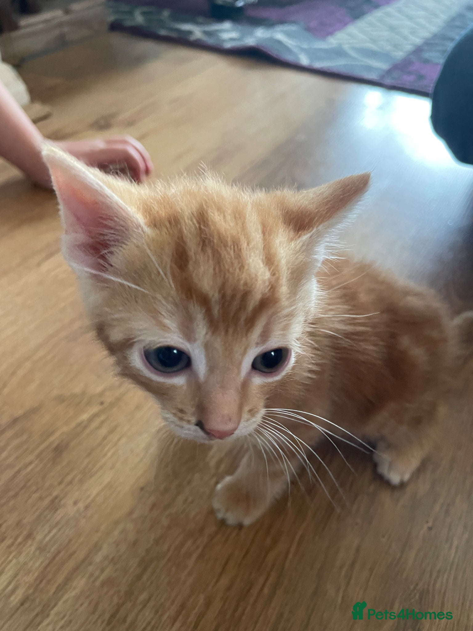 Domestic Shorthair cats for sale: 3 playful male kittens  - Advert 6