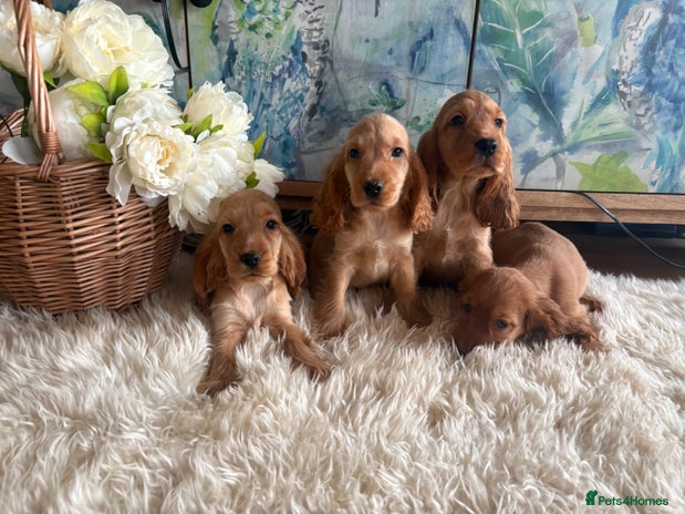 Cocker Spaniel dogs - Advert 4