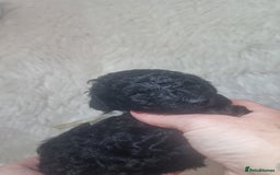 Standard Poodle dogs for sale: Exceptional Health Tested Puppies Due - Advert 12