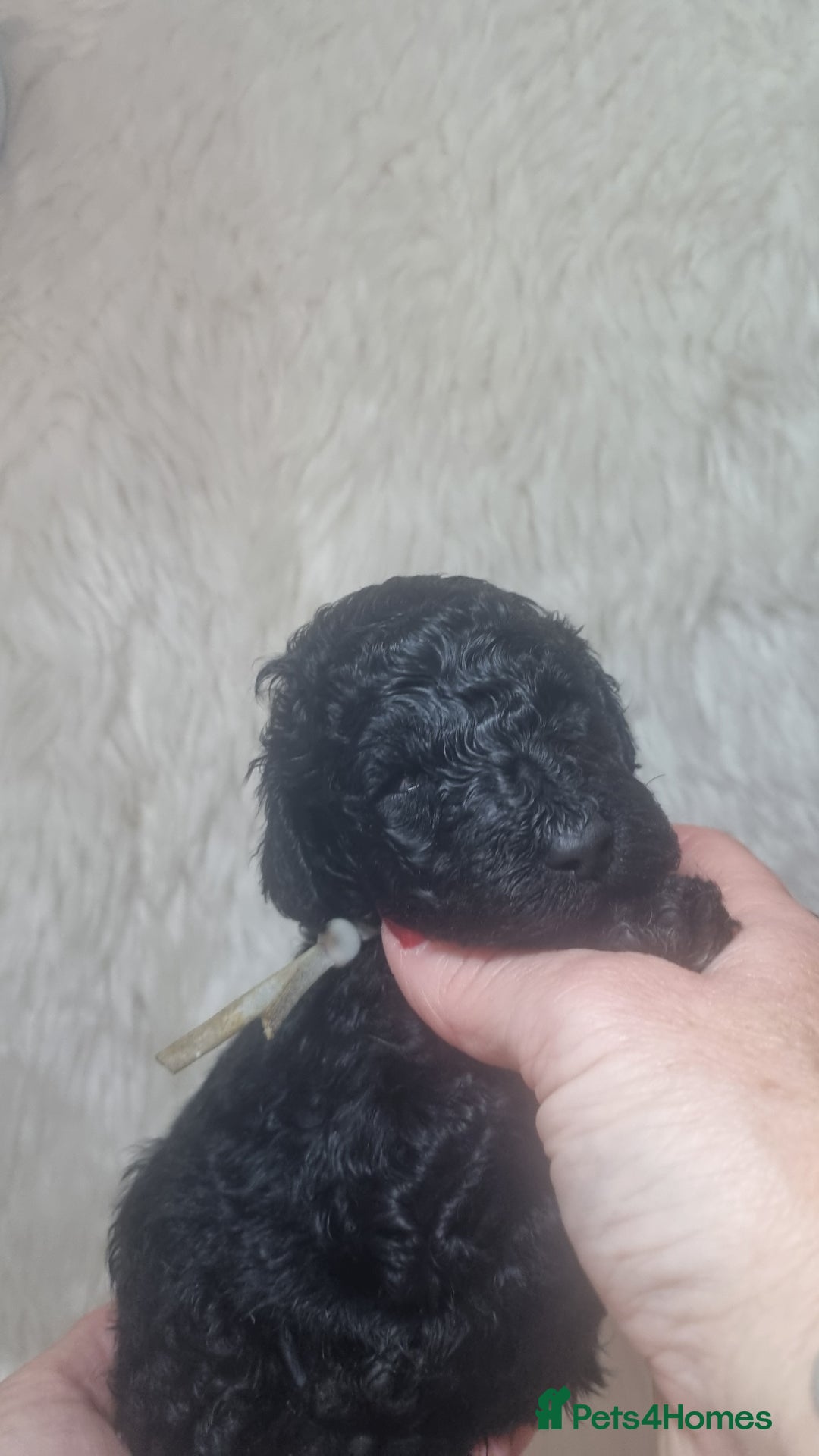 Standard Poodle dogs for sale: Exceptional Health Tested Puppies Due - Advert 12