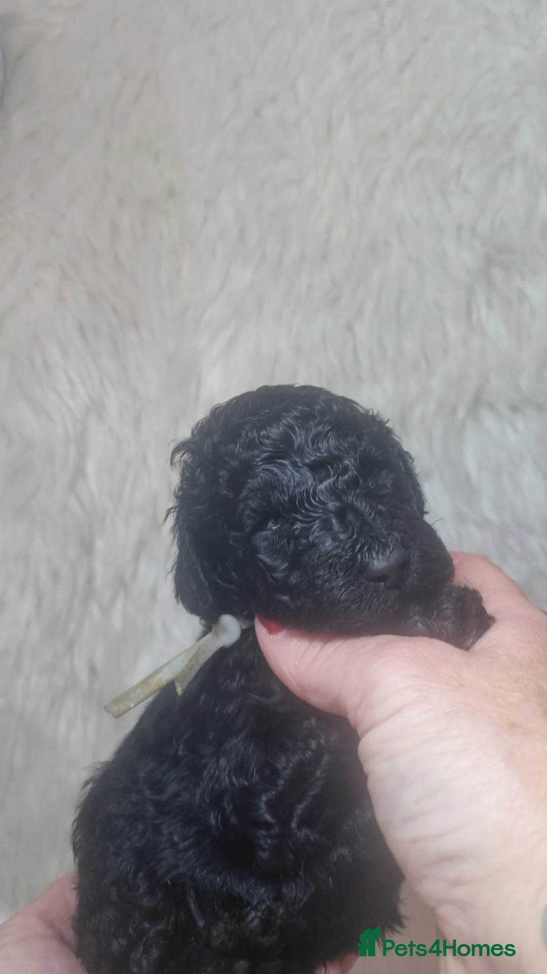 Standard Poodle dogs for sale: Exceptional Health Tested Parents 1 Girl Availabe - Advert 21