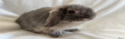 Mini Lop rabbits for sale: Mini Lops Ready Now  - Advert 5