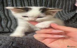 Mixed Breed cats for sale: 2 kittens for sale  - Image 7