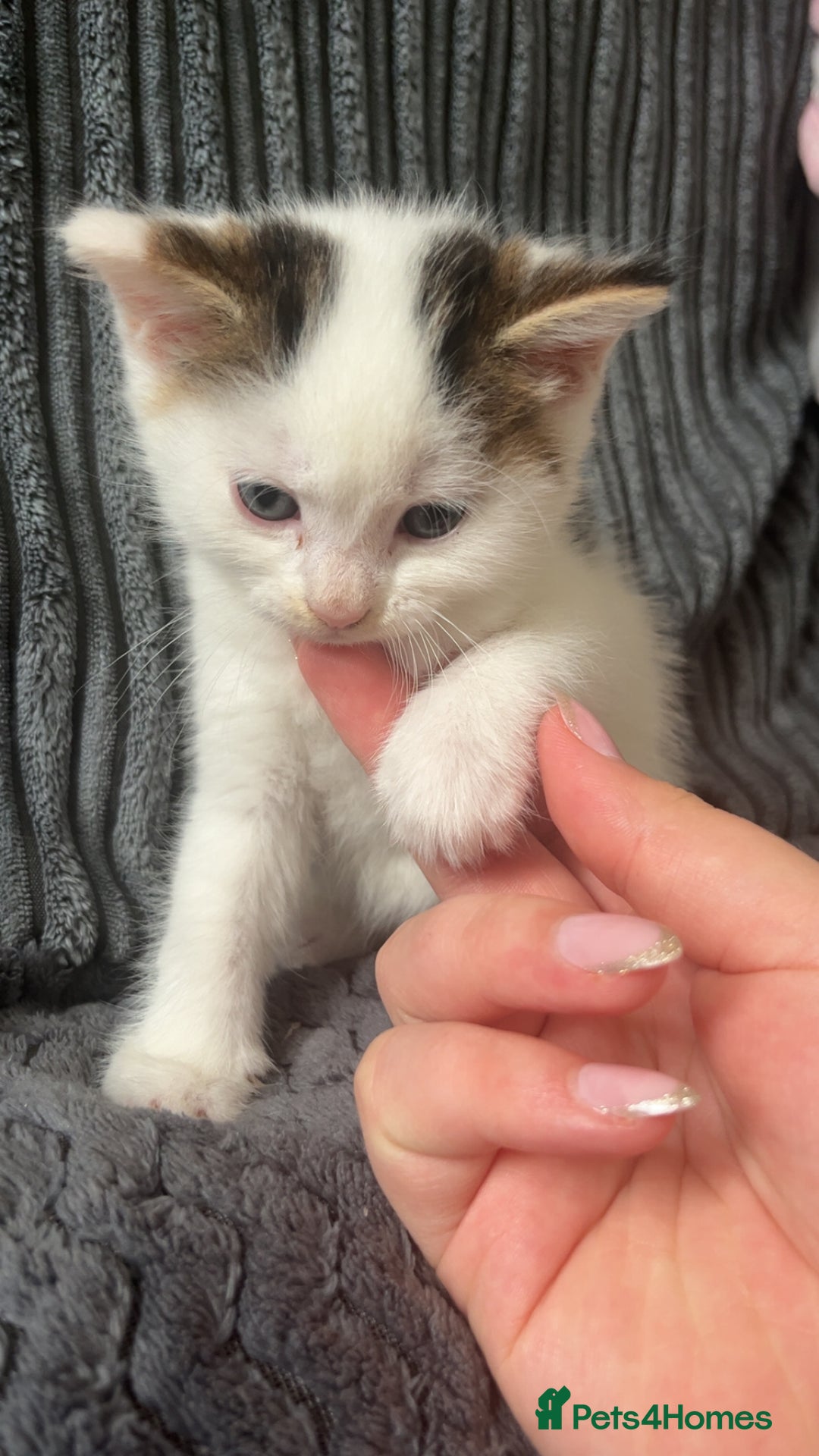 Mixed Breed cats for sale: 2 kittens for sale  - Image 7