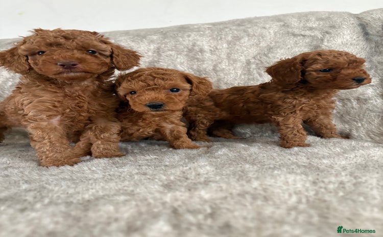 Toy Poodle dogs - Advert 16