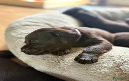 Labrador Retriever dogs for sale: Last remaining Beautiful Labradors  - Image 4