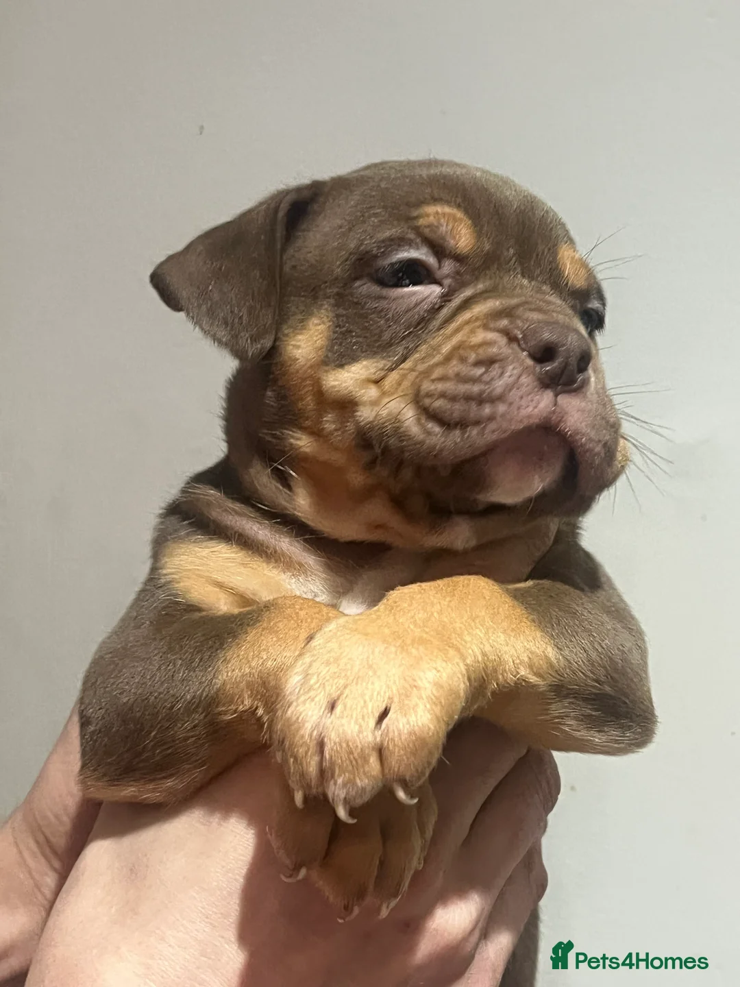 Mixed Breed dogs for sale: Last few remaining looking for forever homes! in Southport - Advert 5