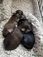 Lhasa Apso dogs - Advert 3