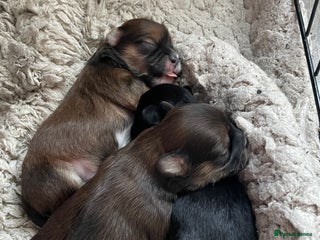Lhasa Apso dogs KC Registered Lhasaapso Puppies - Advert 3