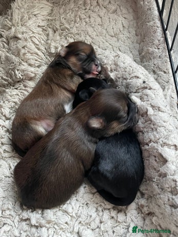 Lhasa Apso dogs KC Registered Lhasaapso Puppies - Advert 1