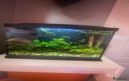 Platies fish for sale: Guppy baby’s and juvenile guppy’s  - Image 1