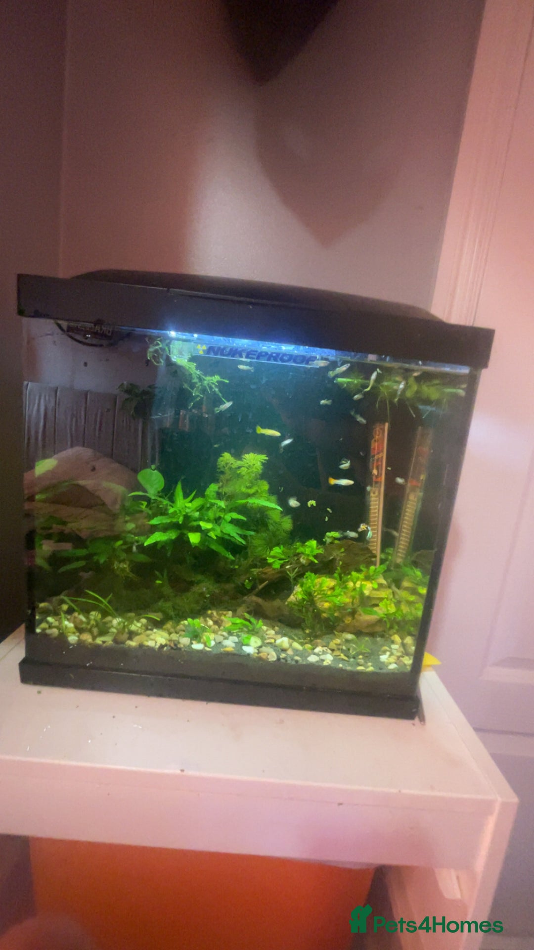 Platies fish for sale: Guppy baby’s and juvenile guppy’s  - Image 1