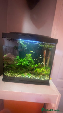 Platies fish - Advert 15