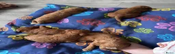 Cavapoo dogs for sale: Cavapoo puppies  - Advert 7