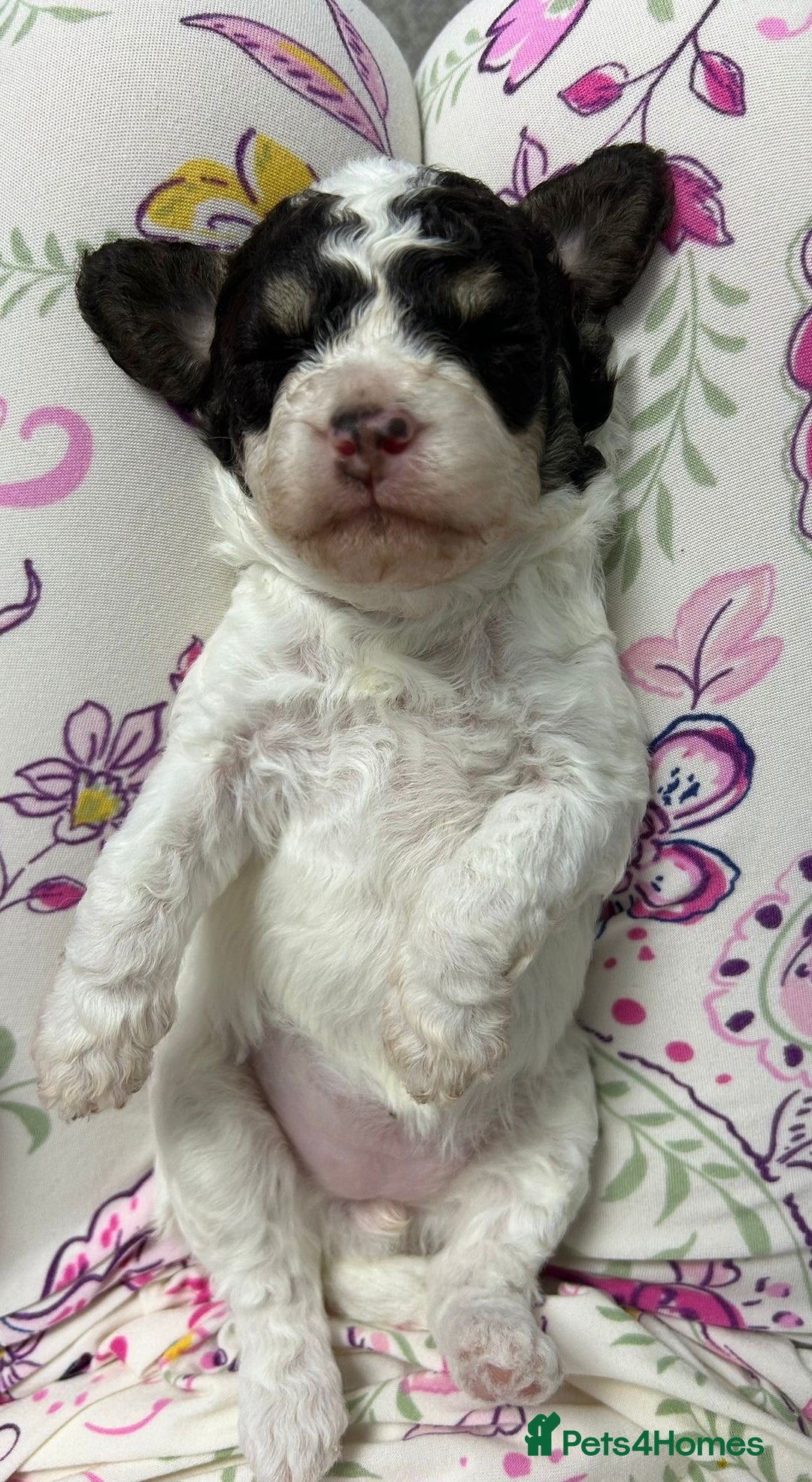 Toy Poodle dogs for stud: KC REGISTERED HEALTH TESTED TOY POODLE in Chester-le-Street - Advert 9