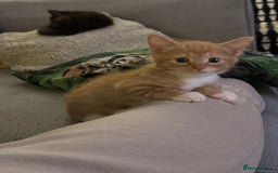 Mixed Breed cats for sale: Male ginger and white male  - Image 3