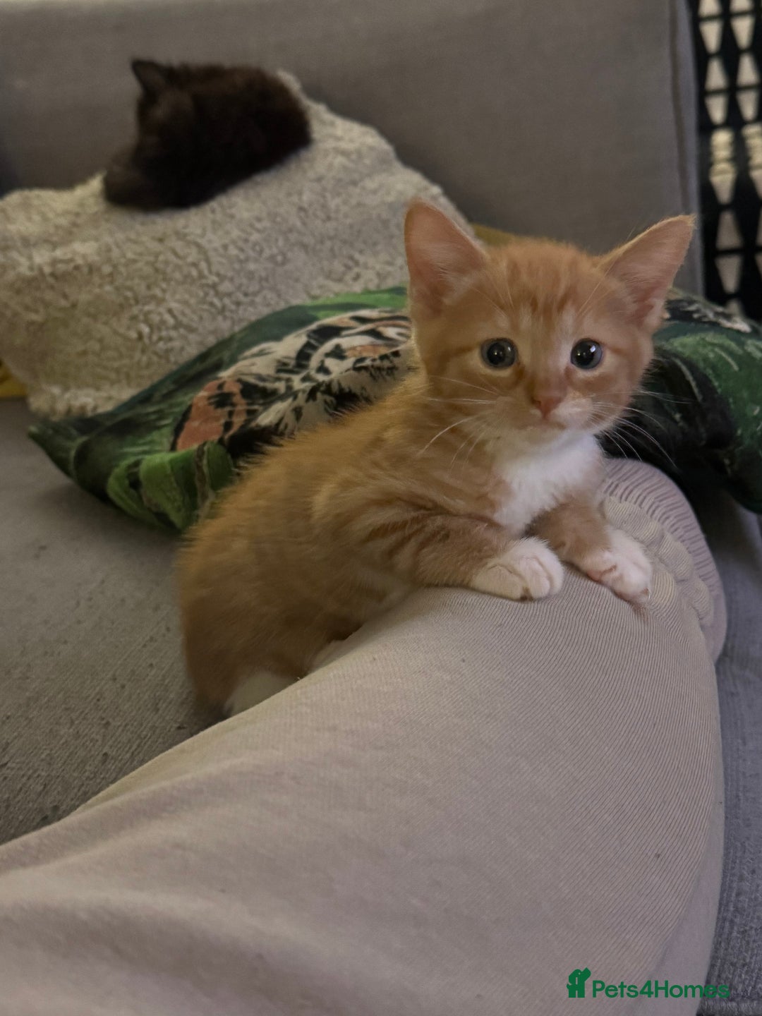 Mixed Breed cats for sale: Male ginger and white male  - Image 3