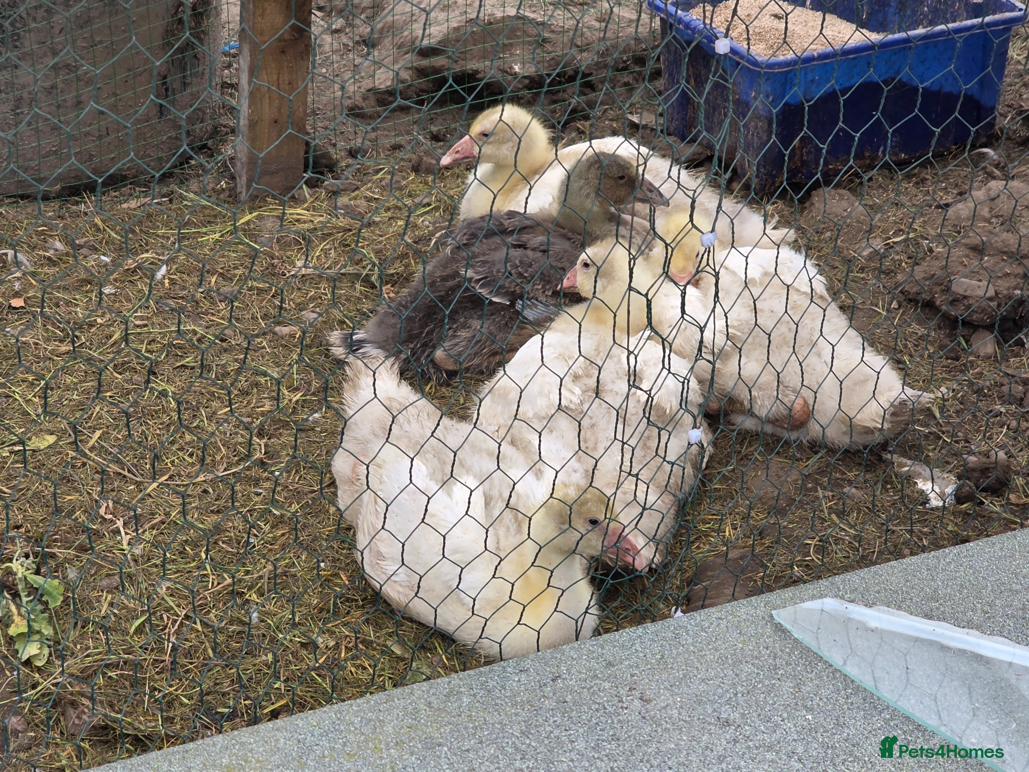 Sheep livestock Ebmden goslings  - Advert 2