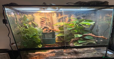 Chameleon reptiles Panther Chamaleon  - Advert 3