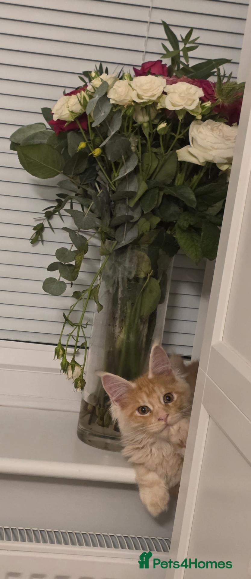 Maine Coon cats TICA Maine Coon Kittens | Russian Bloodlines - Advert 2