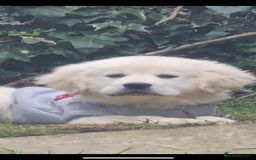 Golden Retriever dogs for sale: Chunky, Polar bear white KC golden retriever boy - Image 6