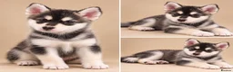 Pomsky dogs for sale: Pomsky Puppies  in Ormskirk - Advert 3